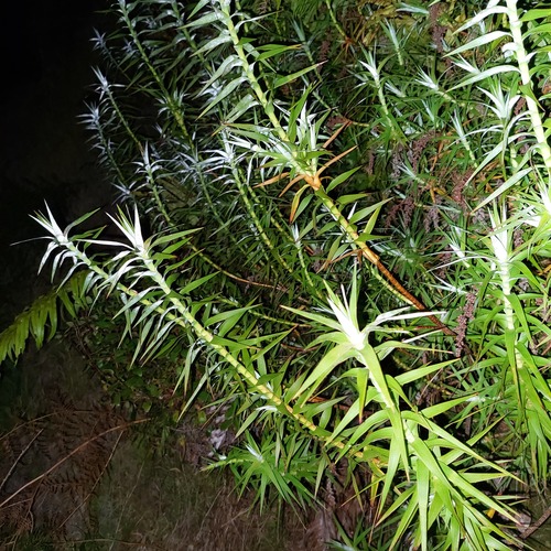 Dracophyllum strictum, photograph 5