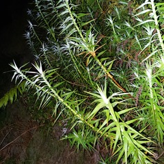 (c) catchwords, some rights reserved (CC BY) Dracophyllum strictum, photograph (c) catchwords, some rights reserved (CC BY)
