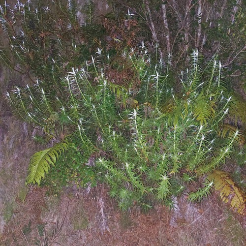Dracophyllum strictum, photograph 6