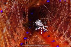 Zebrida adamsii