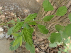 Rubus parvifolius