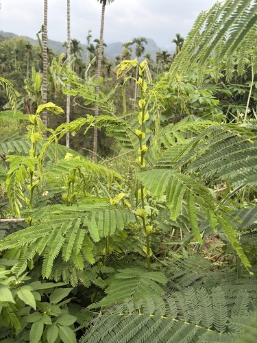 Albizia chinensis observed 2026-05-09