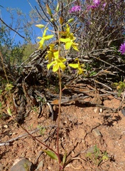 Cyanella lutea lutea