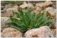 Echium italicum biebersteinii