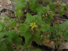 Lysimachia grammica