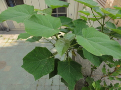 Paulownia tomentosa