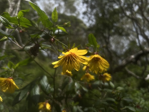 Bidens cosmoides observed 2026-03-07