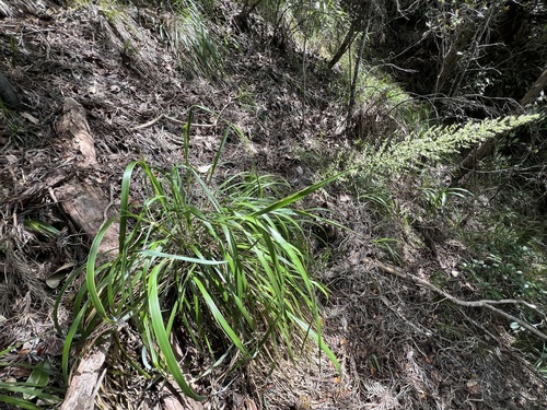 Eragrostis variabilis observed 2026-03-07