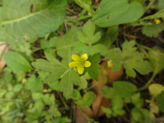 Ranunculus cantoniensis