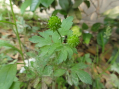 Ranunculus cantoniensis