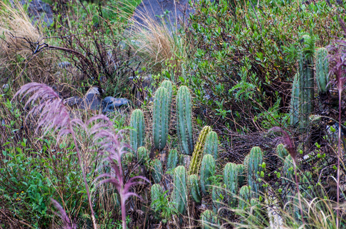 Trichocereus macrogonus