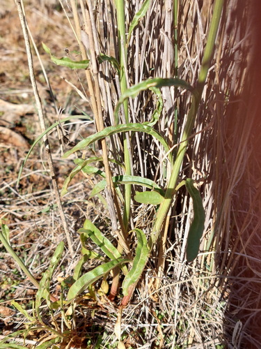 Ptilotus macrocephalus