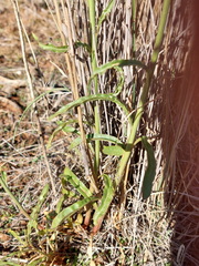 Ptilotus macrocephalus, photograph (c) Ruth Palsson, some rights reserved (CC BY-SA)