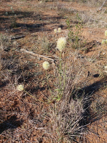 Ptilotus macrocephalus, photograph 6
