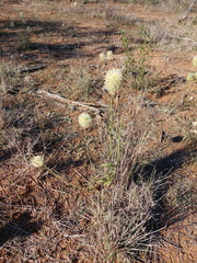 Ptilotus macrocephalus, photograph (c) Ruth Palsson, some rights reserved (CC BY-SA)