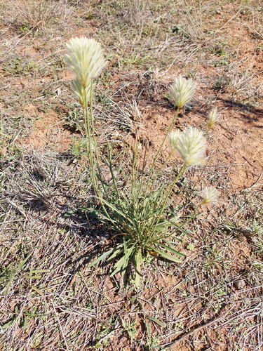 Ptilotus macrocephalus, photograph 2