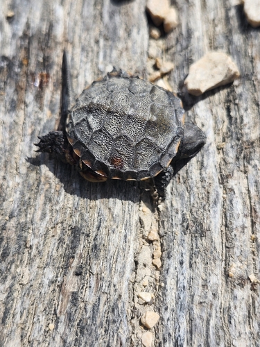 Emys orbicularis