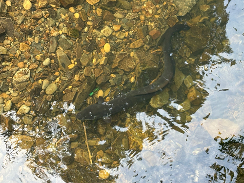 Anguilla dieffenbachii