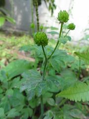 Ranunculus cantoniensis