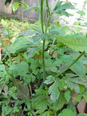 Ranunculus cantoniensis