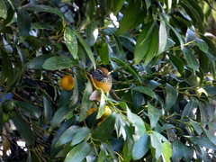 Pheugopedius rutilus