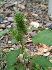 Acalypha alopecuroidea
