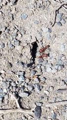 Pogonomyrmex occidentalis