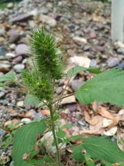 Acalypha alopecuroidea
