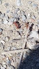 Pogonomyrmex occidentalis