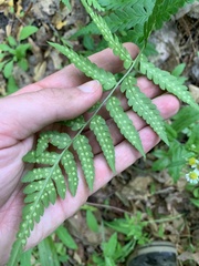 Dryopteris × australis