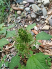 Acalypha alopecuroidea