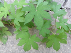 Humulus scandens