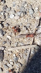 Pogonomyrmex occidentalis