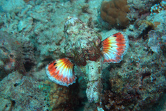 Scorpaenopsis macrochir