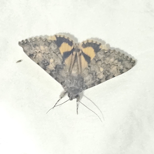 Benjamin's Underwing photo 4