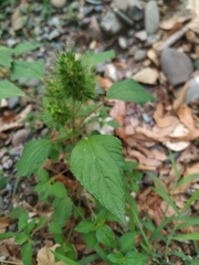 Acalypha alopecuroidea