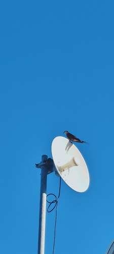 Mosque Swallow