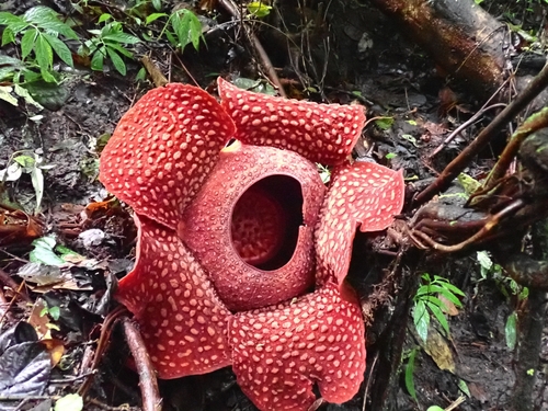 Rafflesia arnoldi