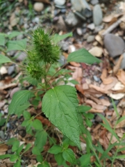 Acalypha alopecuroidea