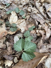 Cardamine diphylla