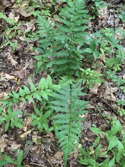 Dryopteris × australis