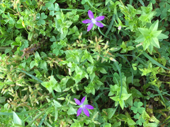 Triodanis perfoliata