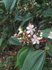 Miconia tococa