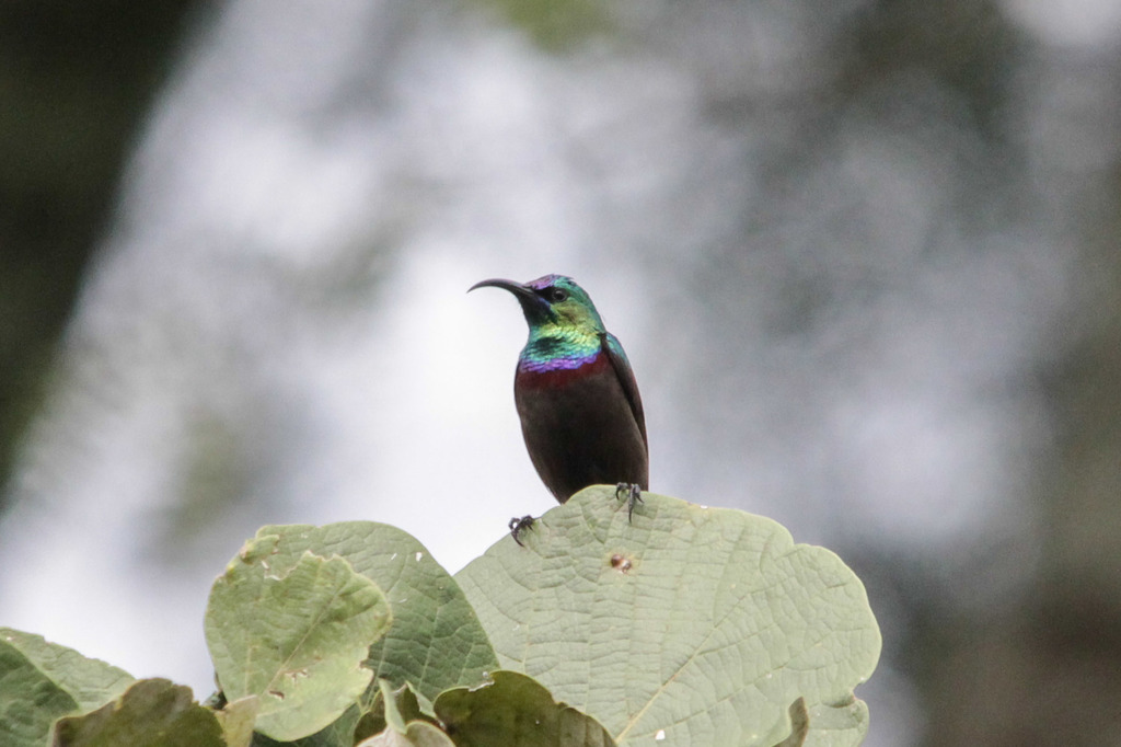 Orange-Tufted Sunbird