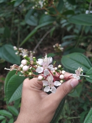 Miconia tococa