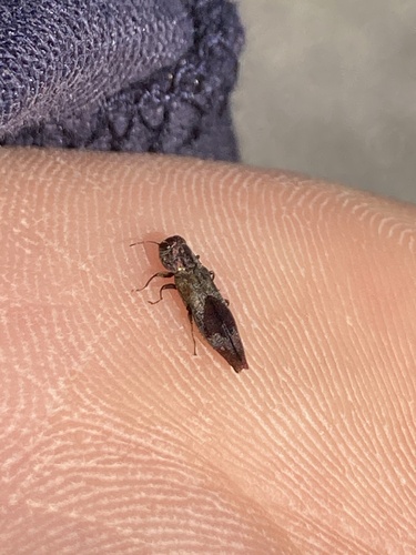 Agrilus discalis