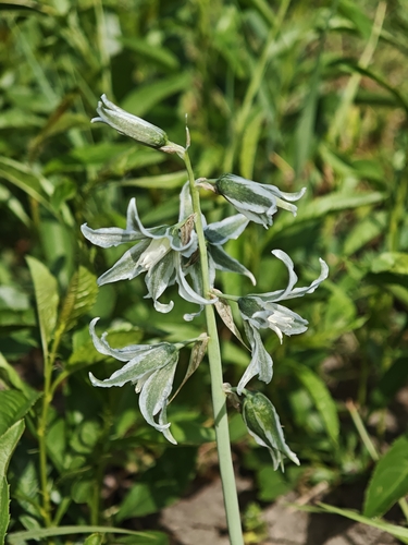 Ornithogalum boucheanum, photograph 4