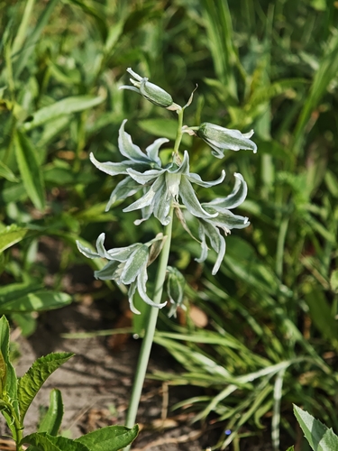 Ornithogalum boucheanum, photograph 5