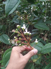 Miconia tococa