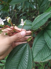 Miconia tococa